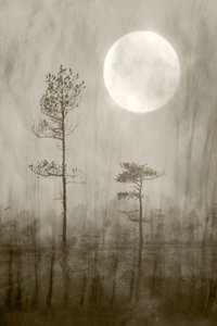 Misty Moon Over Bog af Christina Sillen