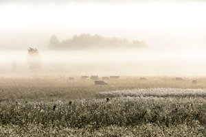 Køer i tågen om morgenen af Christina Sillen