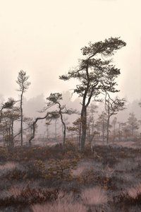 Landskab med tåget fyrreskov af Christina Sillen