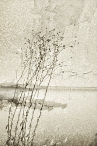 Rustikt botanisk studie af Christina Sillen