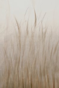 Blødt beige græs