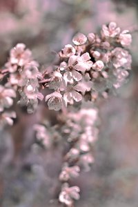 Bløde lyserøde blomster af Christina Sillen