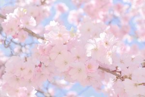 Bløde, lyserøde kirsebærblomster
