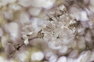 Blide forårsblomster