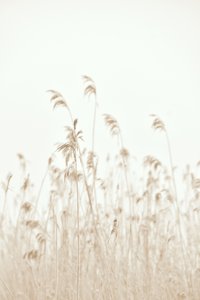 Blidt svajende siv af Christina Sillen