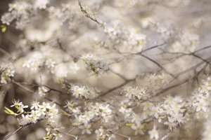 Hvide forårsblomster af Christina Sillen