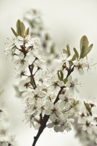Hvide forårsblomster