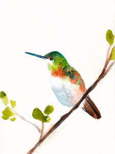 Grøn kolibri, der sidder på en gren af Christine Lindstrom