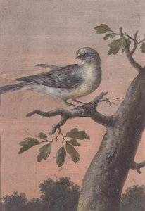 En fugl på en gren, (gouache), (se også 60075) af Christoph Ludwig Agricola
