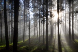 Solstråler i den tågede skov af Christoph Schaarschmidt