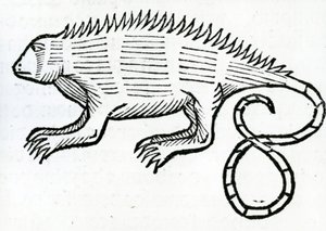 Iguana fra 
