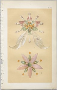 Kunsten at dekorativt design: med et appendiks, der angiver de timer på dagen, hvor blomsterne åbner, udgivet af Day & Son, London, 1862 af Christopher Dresser