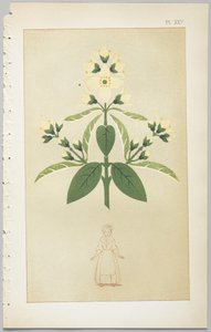 Kunsten at dekorativt design: med et appendiks, der angiver de timer på dagen, hvor blomsterne åbner, udgivet af Day & Son, London, 1862 af Christopher Dresser