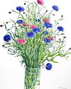 Kornblomster (akvarel på papir)