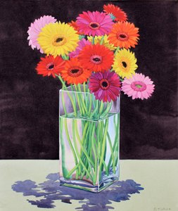 Gerbera (akvarel på papir)