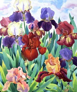 Glemsford iris af Christopher Ryland