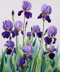 Lilla iris af Christopher Ryland