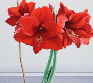Rød amaryllis (akvarel på papir)