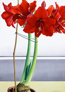 Rød Amaryllis 2 (akvarel på papir) af Christopher Ryland