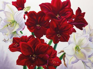 Rød og hvid amaryllis, 2008 (wc på papir) af Christopher Ryland