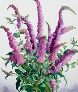 Vilde Buddleia af Christopher Ryland