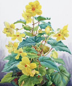 Gul Begonia 2 af Christopher Ryland
