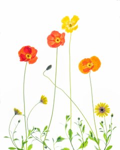 Munter valmuer og tusindfryd af Chuanxu Ren