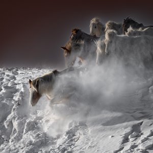 Galoperende sneheste