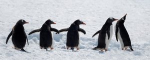 Pingviner på en tur i sneen af Chuanxu Ren