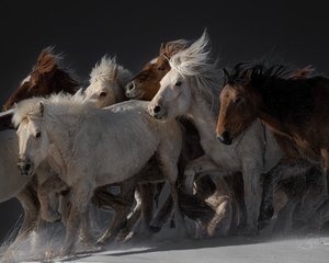 Vilde heste i fuld galop af Chuanxu Ren