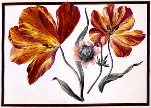 Tulipaner og anemone, ca. 1690