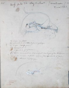 Nervesystemet i hovedet på en kat, maj 1842 (blyant på papir) af Claude Bernard