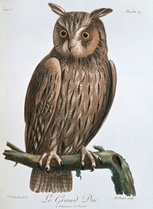 Le Grand Duc", Ørneugle, 1799-1808 af Claude Fessard