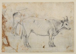 Studie af en okse af Claude Lorrain