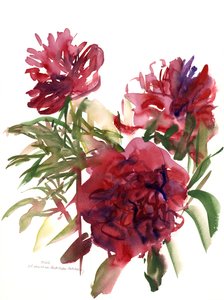 Peonies, 2002 (akvarel)