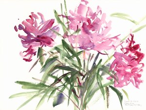 Peonies, 2004 (akvarel) af Claudia Hutchins Puechavy