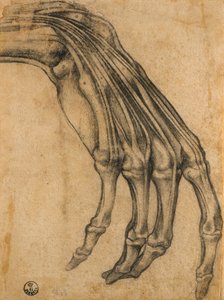 Anatomisk undersøgelse af en hånd af Clemente Bandinelli