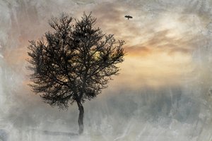 Det dramatiske Lone Tree af Codruta Georgescu