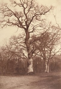 Studie af træer, Bois de Boulogne