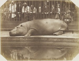 Obaysch, flodhesten, London Zoo af Comte de Montizón Don Juan