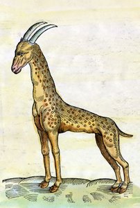 Giraffen. i dyrenes historie af Conrad Gesner (1516 - 1565) (miniature)