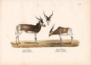 Addax- og Bontebok-antiloper af Conrad Kull
