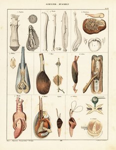 Anatomi af toskallede bløddyr. ,1841 (litografi) af Conrad Kull