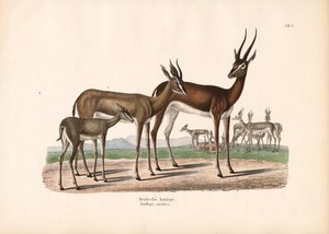 Arabisk oryx i halvørken af Conrad Kull