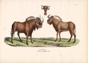 Sort gnu med hoveddetalje af Conrad Kull