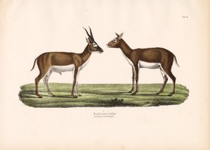 Blackbuck-antiloper af Conrad Kull