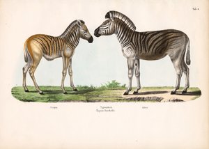 Burchells zebra (tigerhest) i forskellige aldre af Conrad Kull