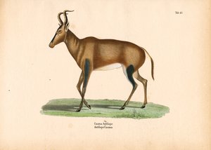 Caama-antilope af Conrad Kull