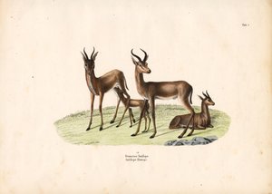 Almindelig gazelle i familiegruppe af Conrad Kull
