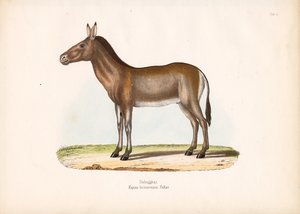 Dziggetai eller mongolsk vildæsel af Conrad Kull